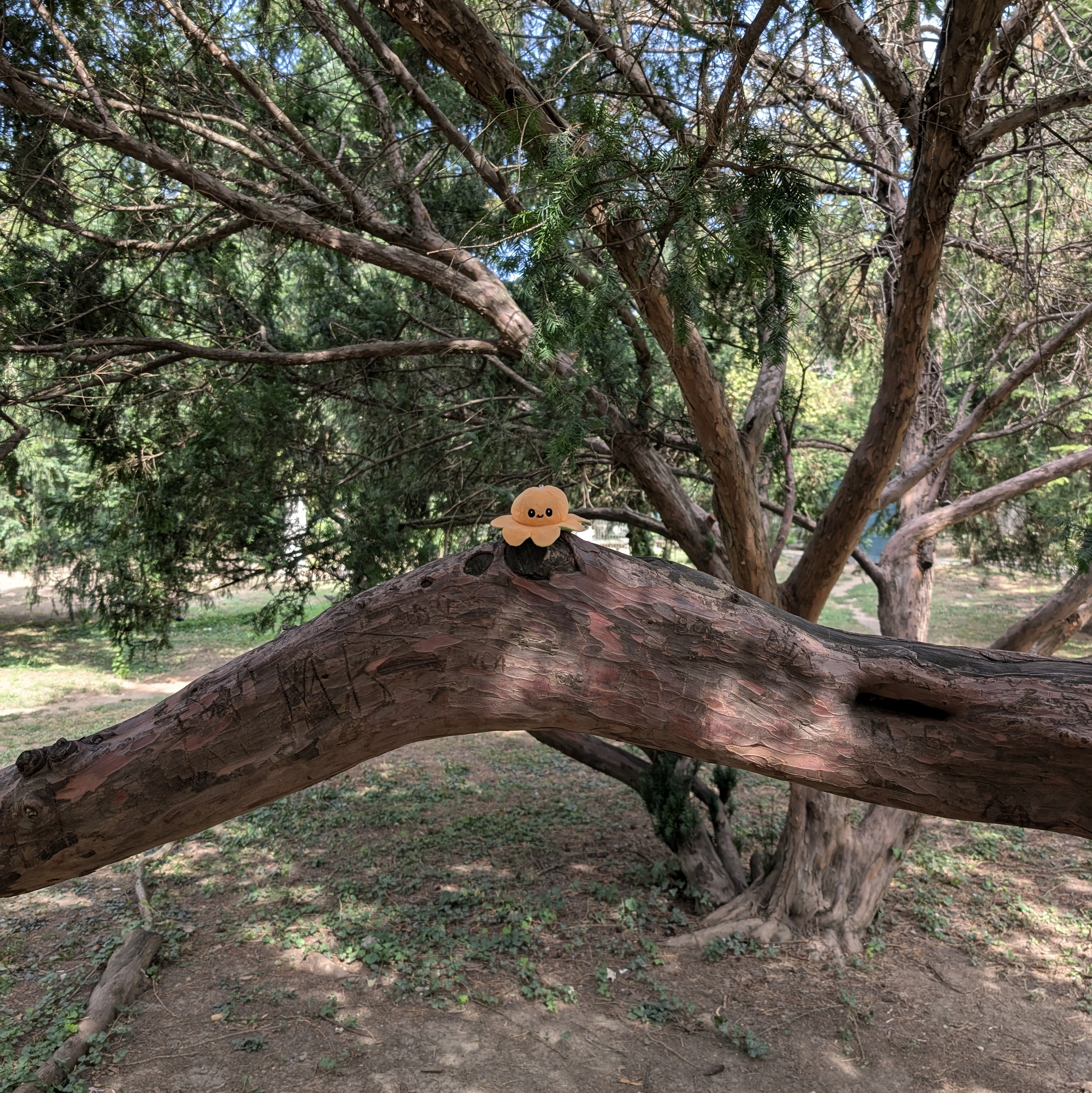 Small Bob im Baum
