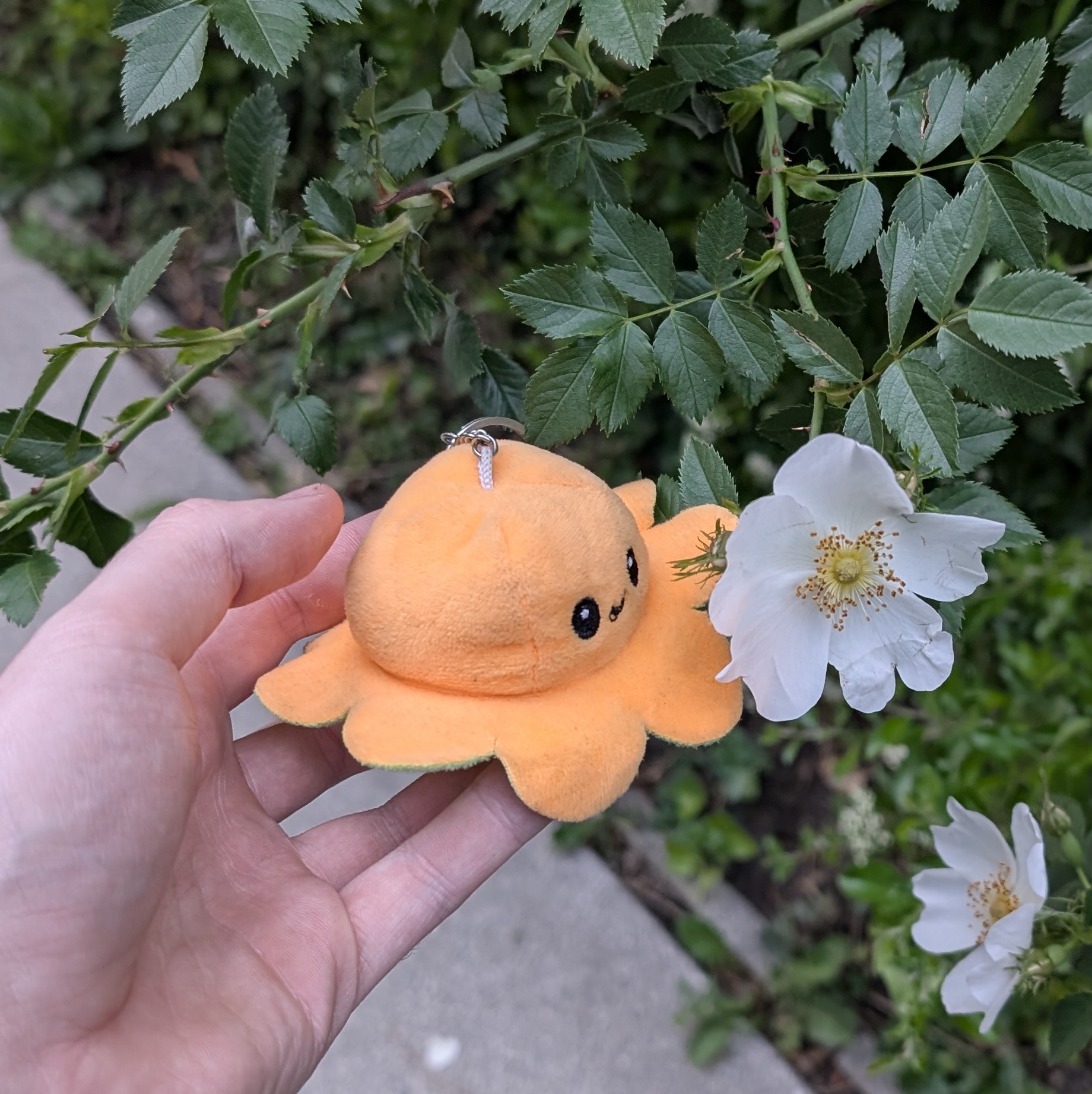 Small Bob und die Blumen